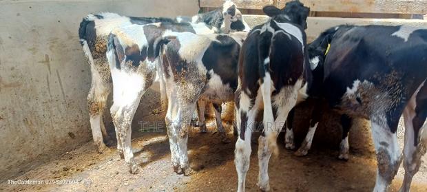 Bullying Heifers( Calfs) - thumbnail 2