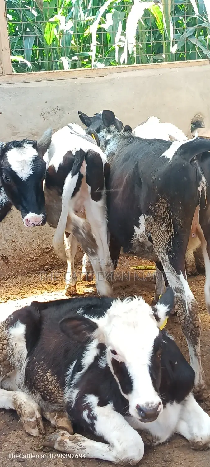 Bullying Heifers( Calfs)