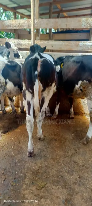 Bullying Heifers( Calfs)
