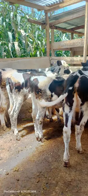 Bullying Heifers( Calfs)