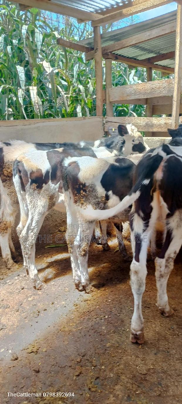 Bullying Heifers( Calfs) - thumbnail 5