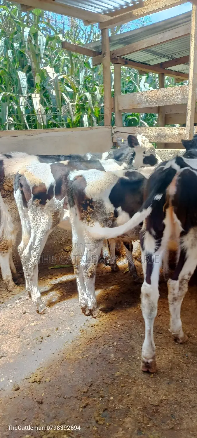 Bullying Heifers( Calfs)