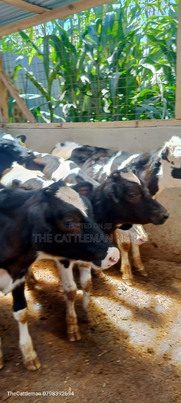 Bullying Heifers( Calfs) - thumbnail 6