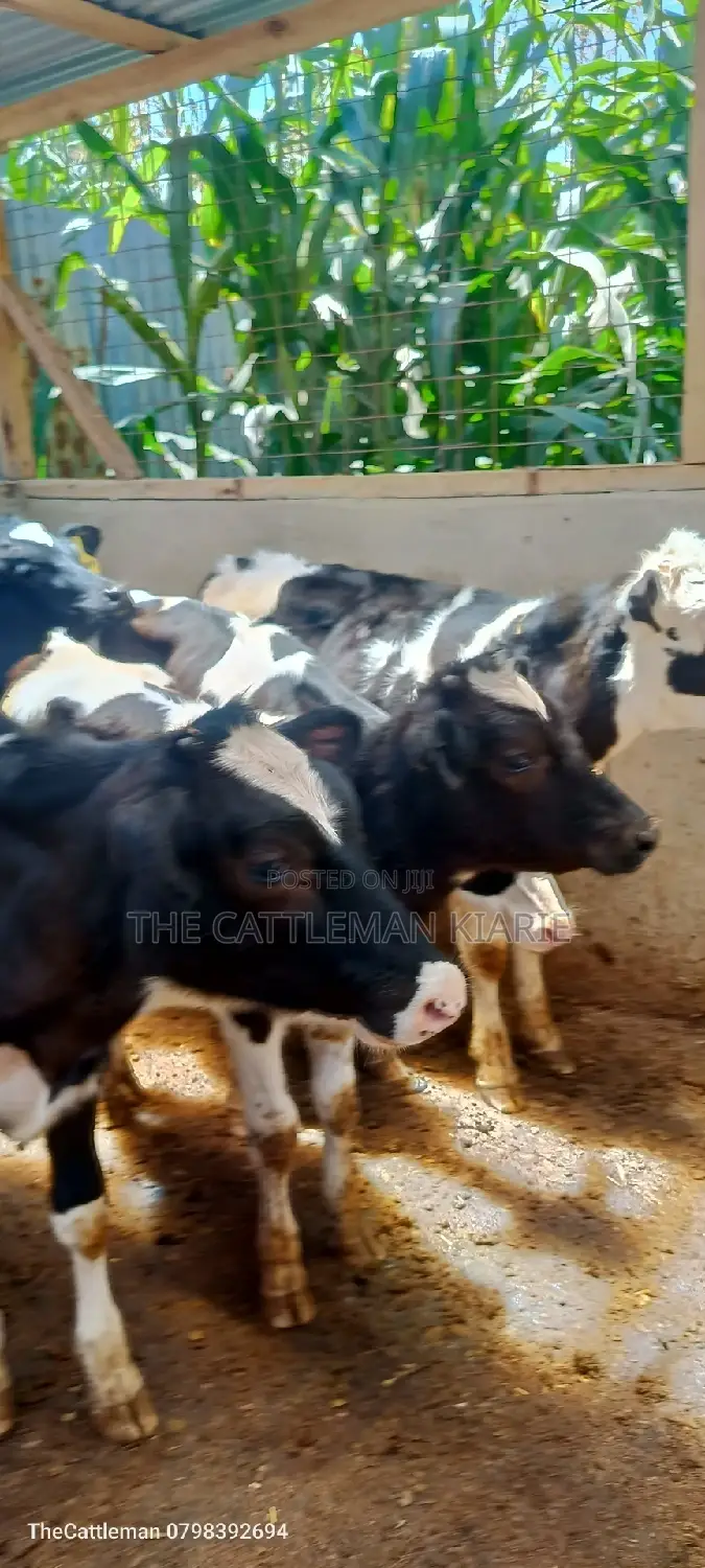 Bullying Heifers( Calfs)