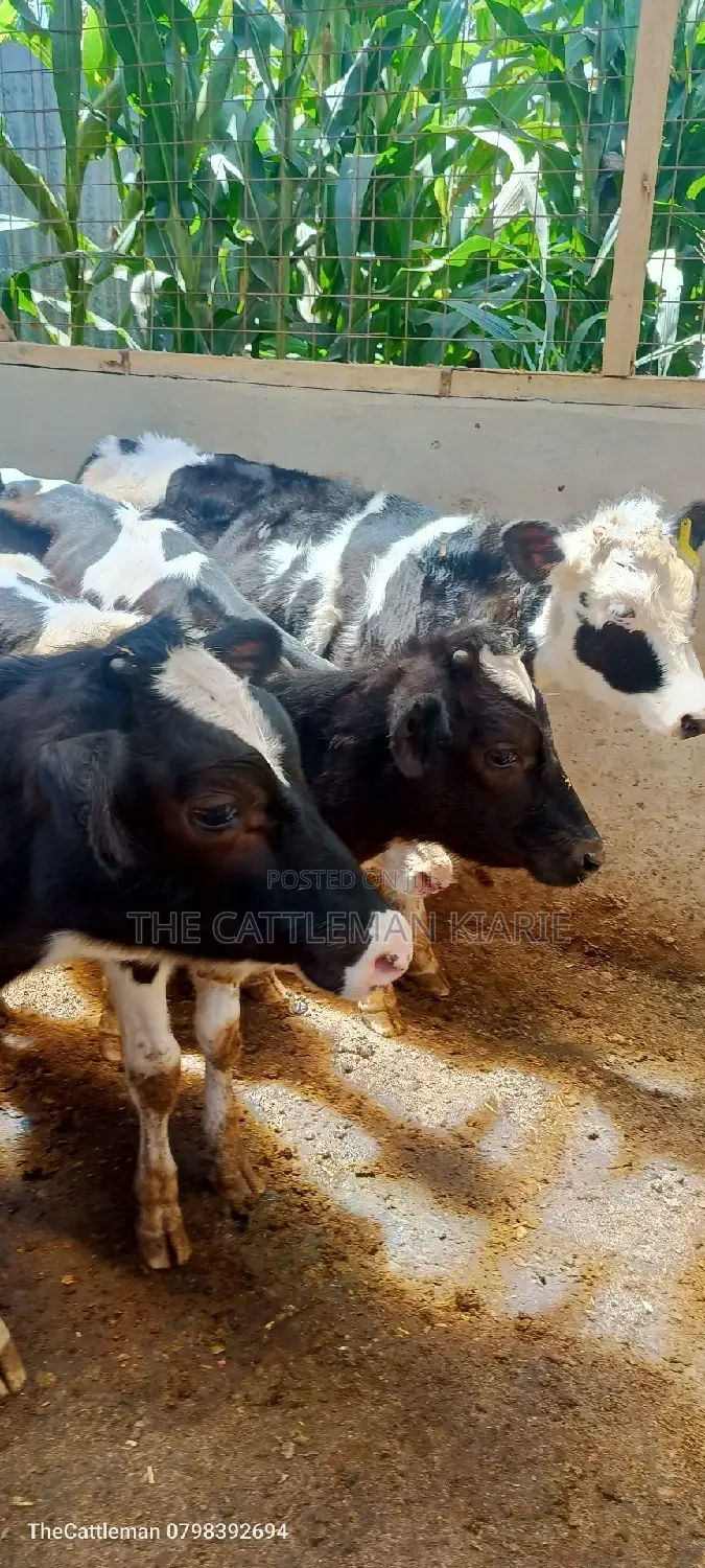 Bullying Heifers( Calfs)