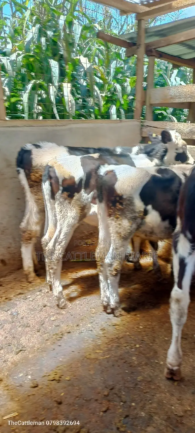 Bullying Heifers( Calfs)