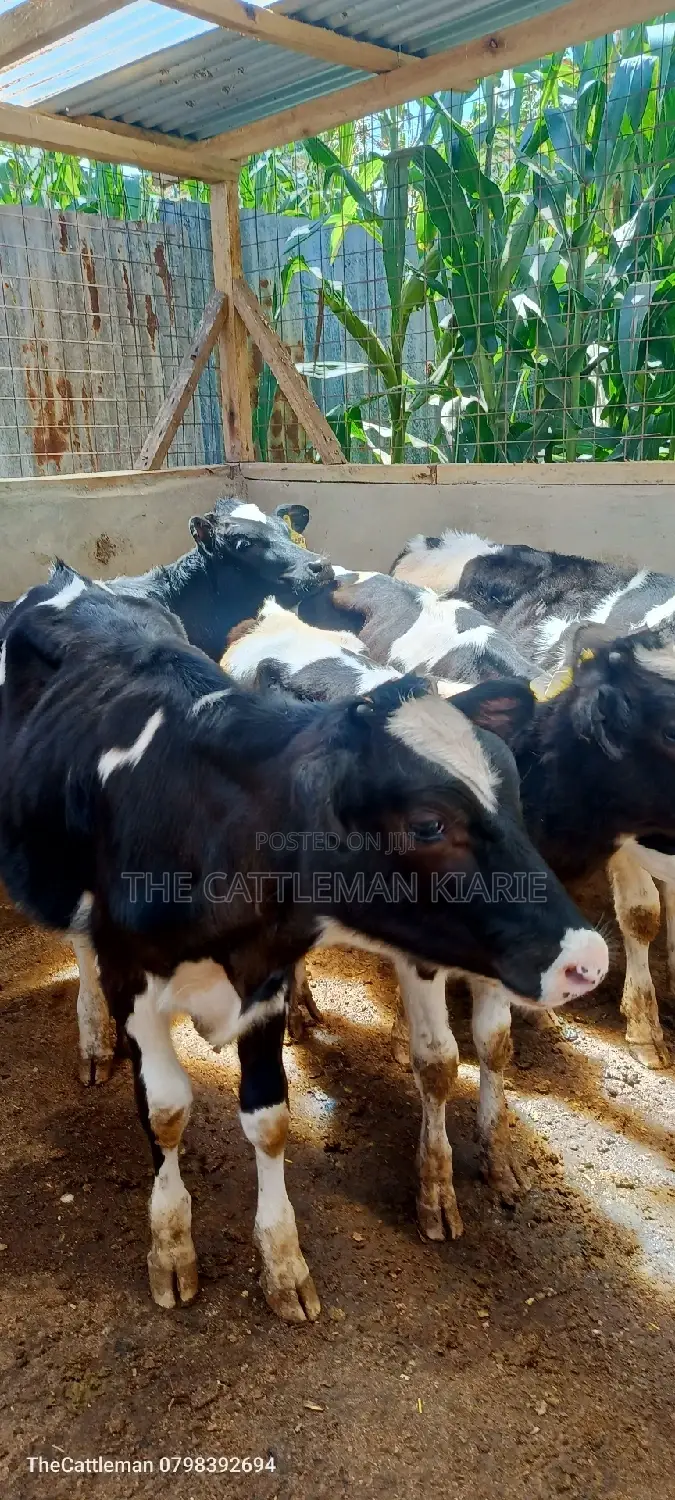 Bullying Heifers( Calfs)