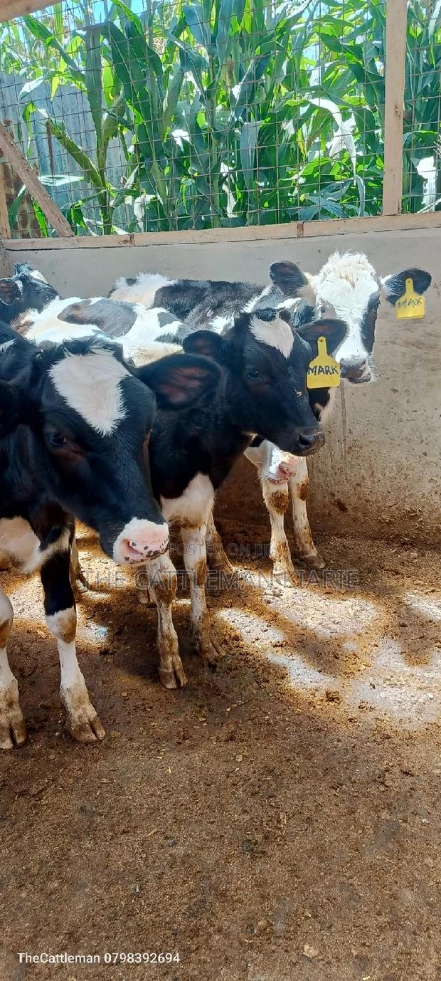 Bullying Heifers( Calfs) - thumbnail 10