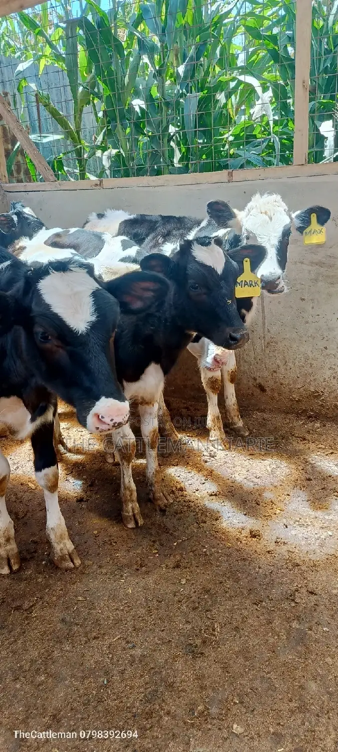 Bullying Heifers( Calfs)