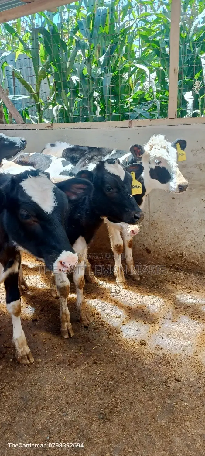 Bullying Heifers( Calfs)