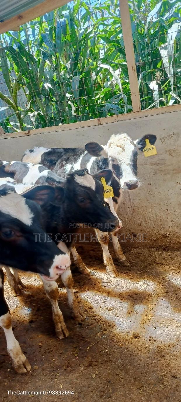 Bullying Heifers( Calfs) - thumbnail 12