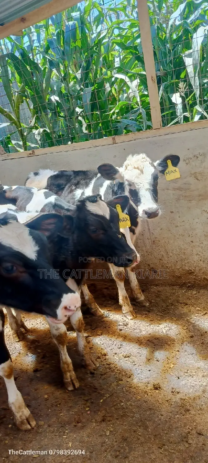 Bullying Heifers( Calfs)