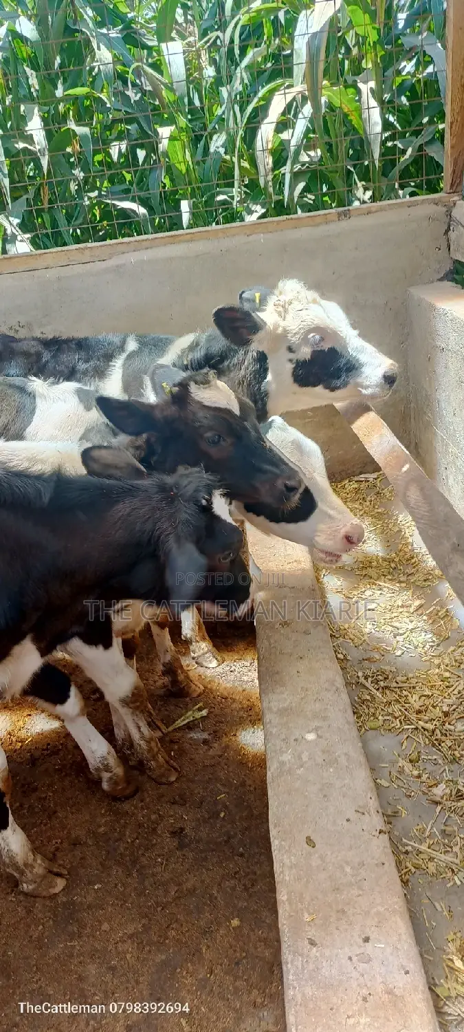 Bullying Heifers( Calfs)