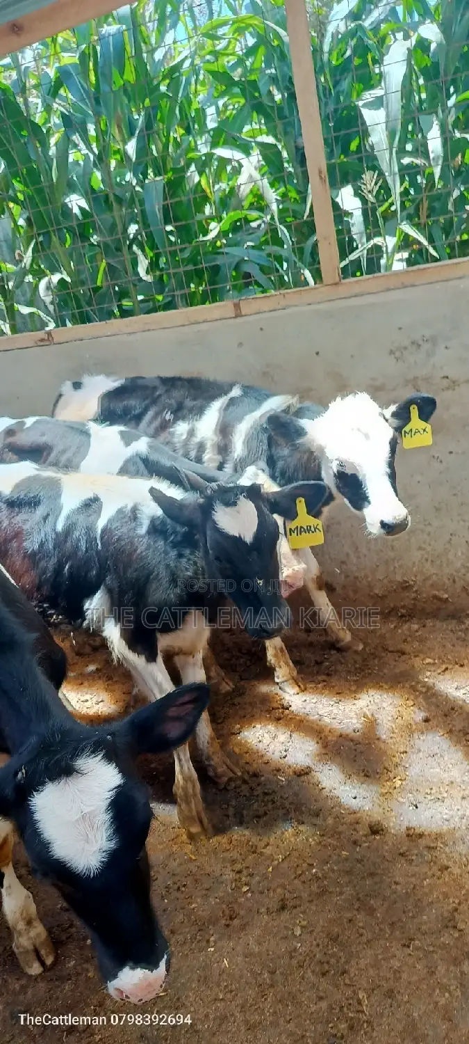 Bullying Heifers( Calfs)