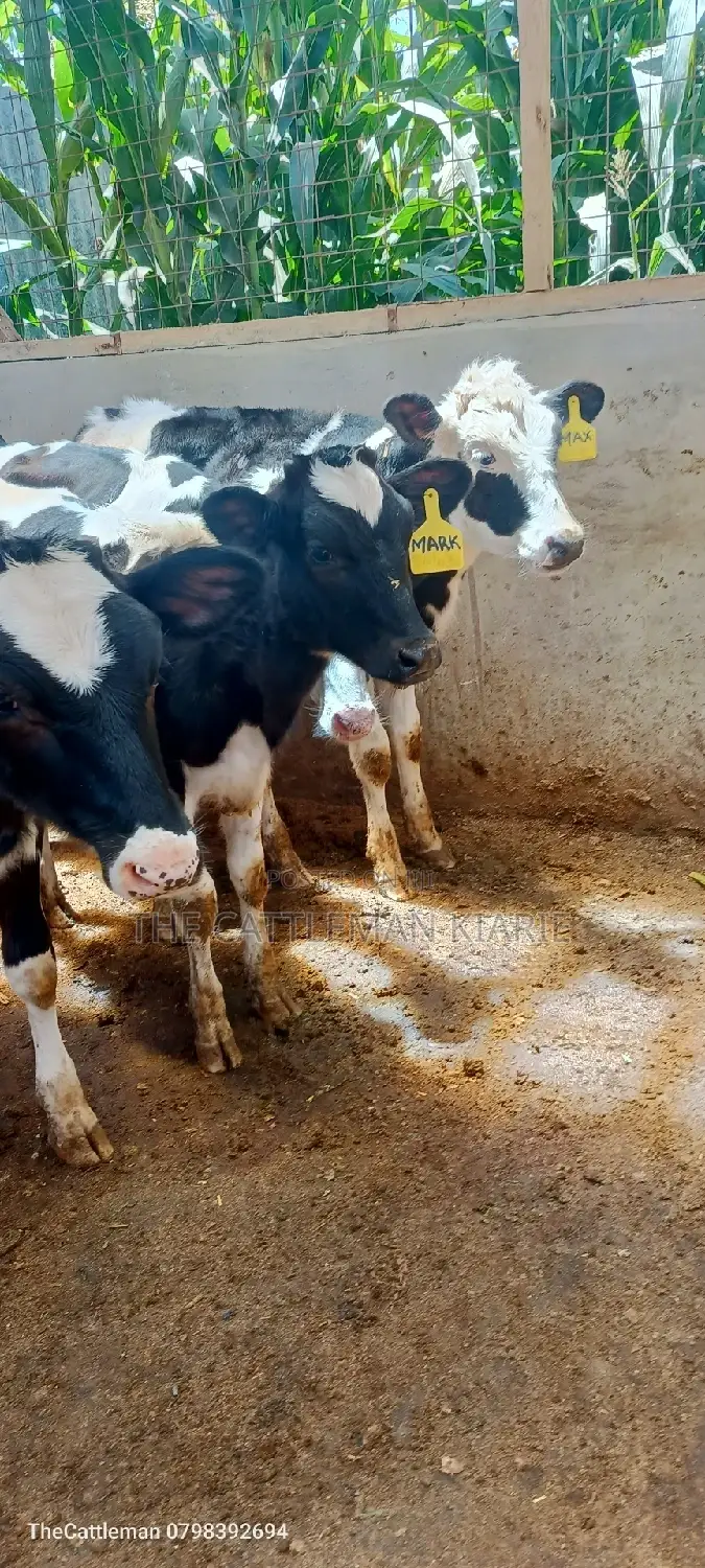 Bullying Heifers( Calfs)