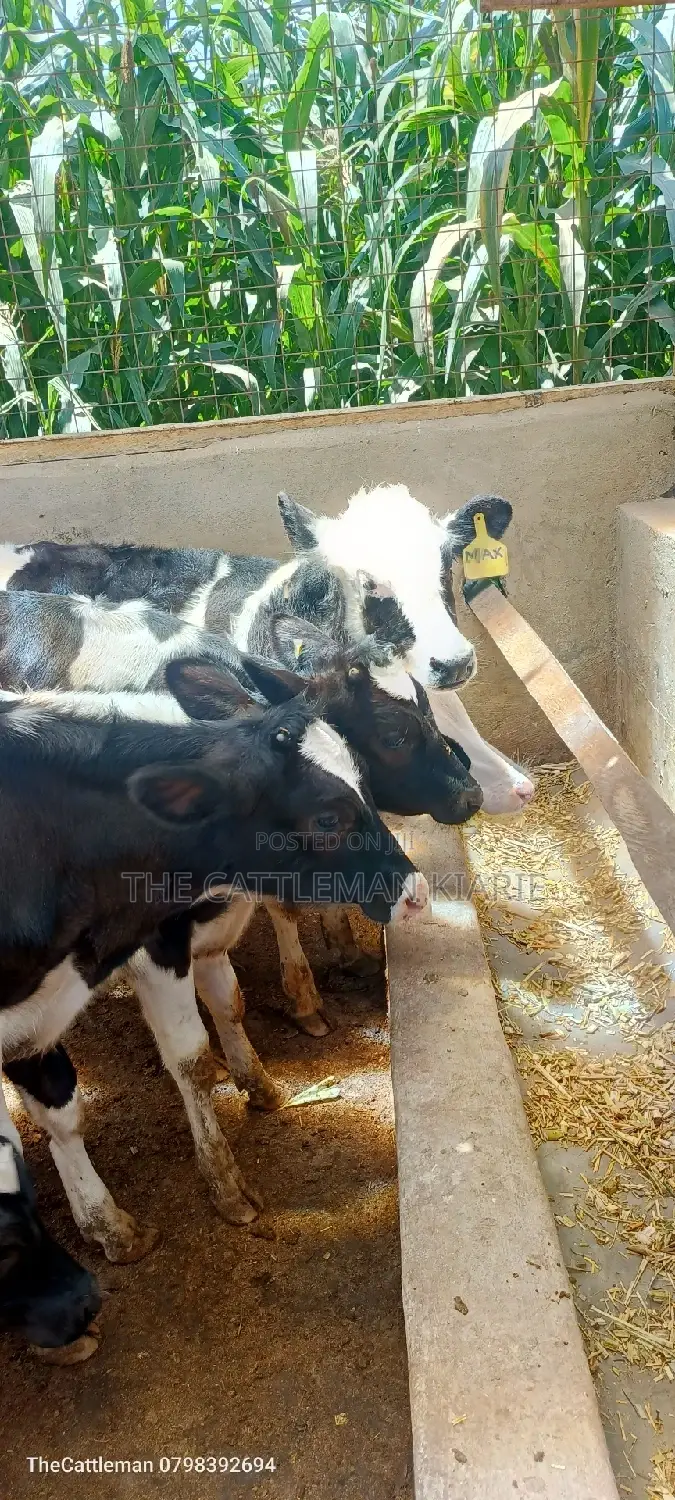 Bullying Heifers( Calfs)