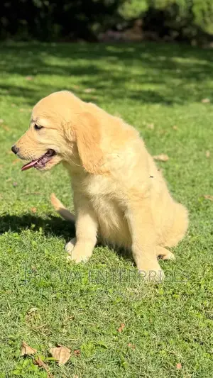 1-3 months Male Purebred Golden Retriever