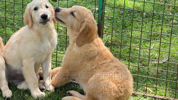 1-3 months Male Purebred Golden Retriever