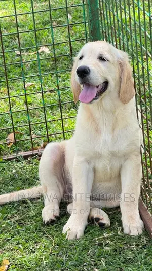 1-3 months Female Purebred Golden Retriever