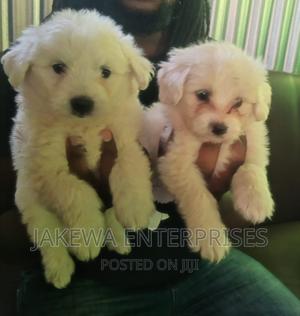 1-3 months Male Purebred Maltese - thumbnail 2