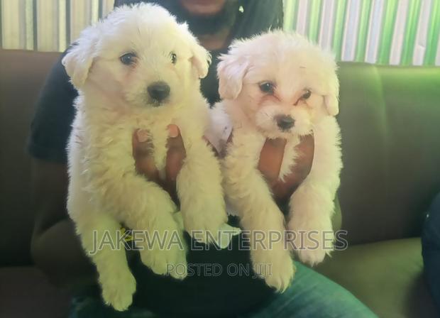 1-3 months Female Purebred Maltese