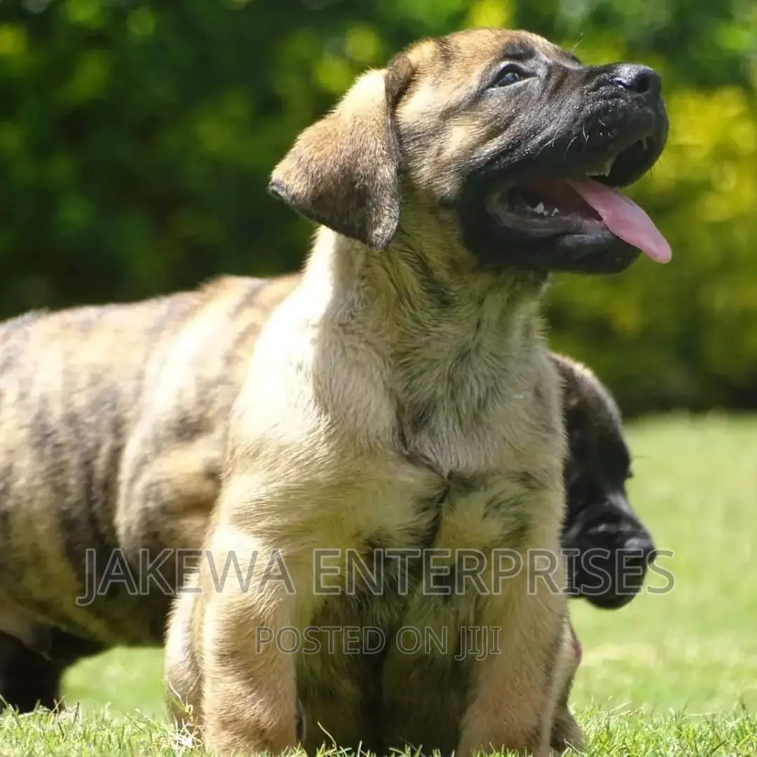 1-3 months Male Purebred Boerboel