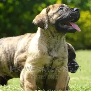 1-3 months Male Purebred Boerboel