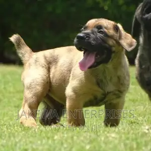 1-3 months Male Purebred Boerboel