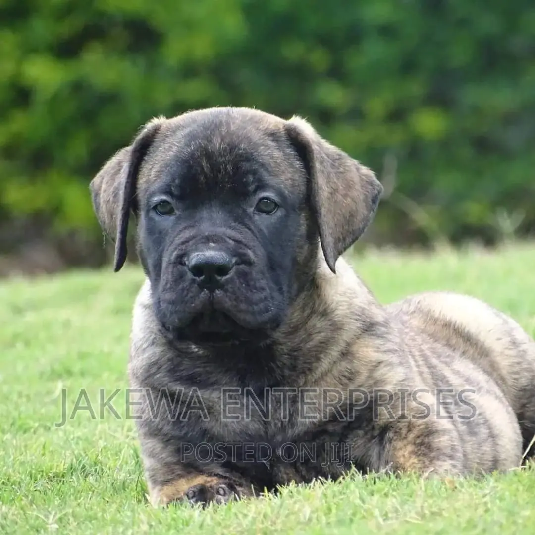 1-3 months Male Purebred Boerboel