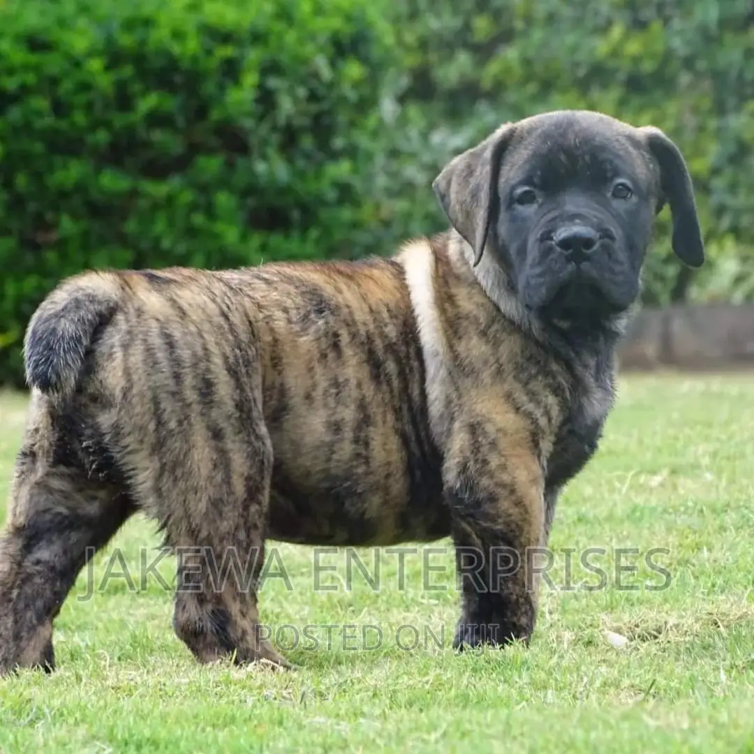 1-3 months Male Purebred Boerboel