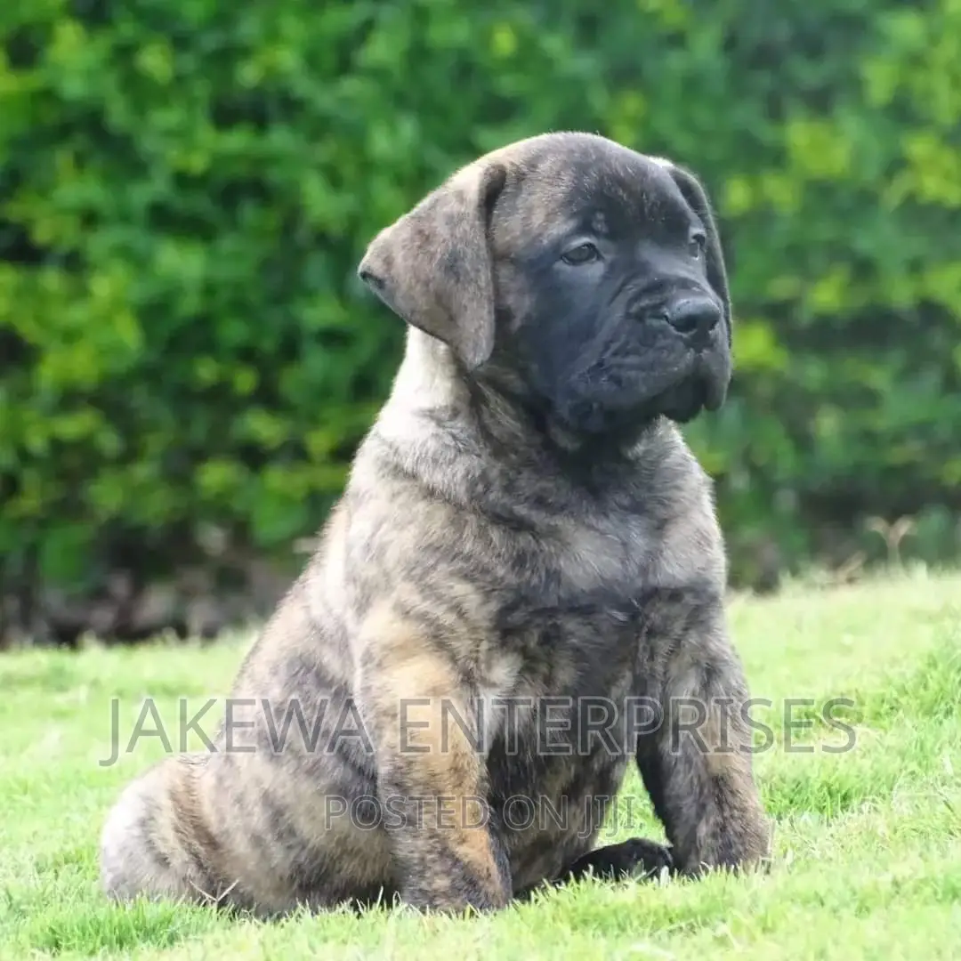 1-3 months Male Purebred Boerboel