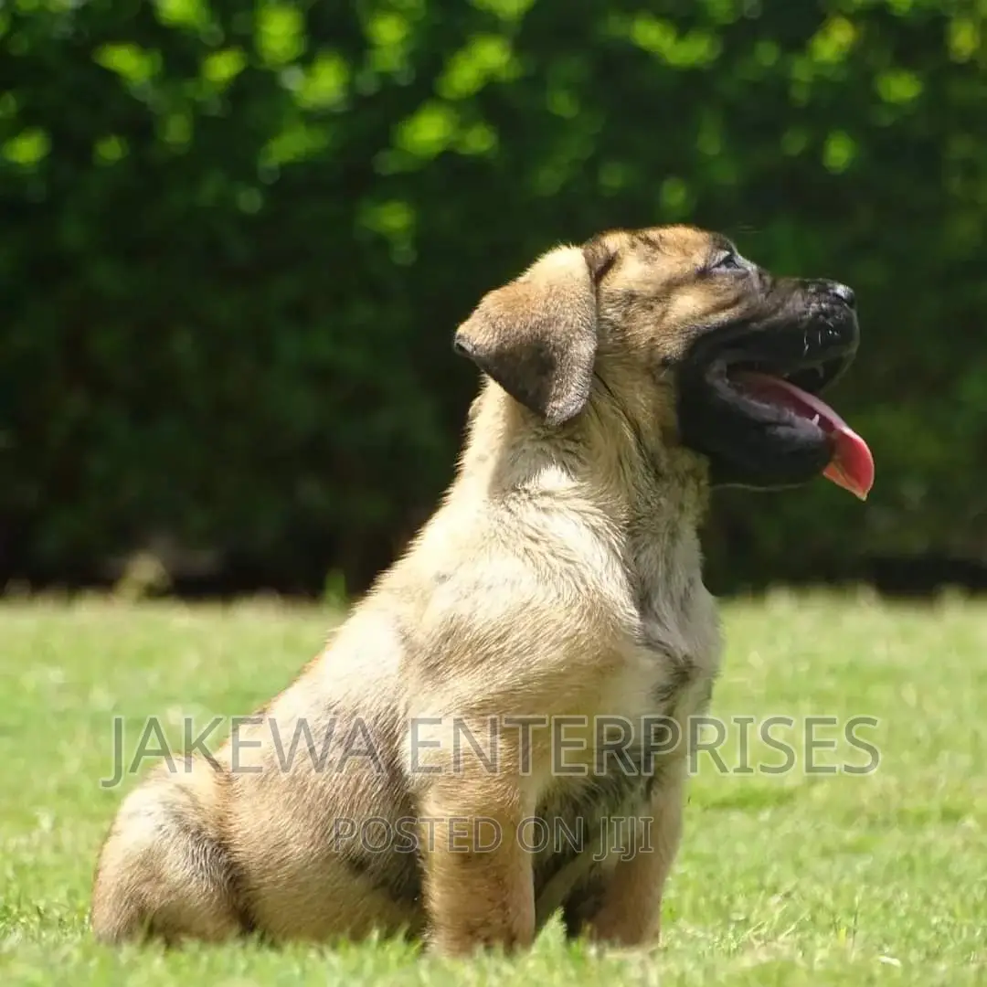 1-3 months Male Purebred Boerboel