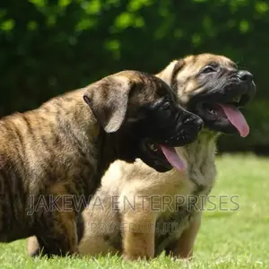 1-3 months Male Purebred Boerboel