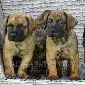 1-3 months Male Purebred Boerboel