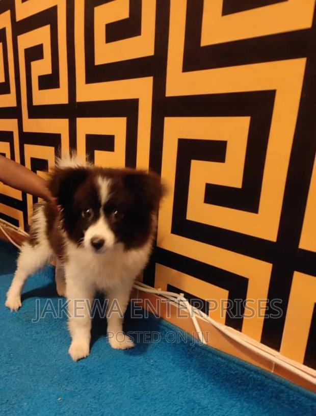 1+ year Male Purebred Japanese Spitz - main view