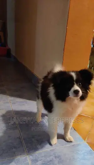 1+ year Male Purebred Japanese Spitz