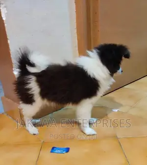 1+ year Male Purebred Japanese Spitz