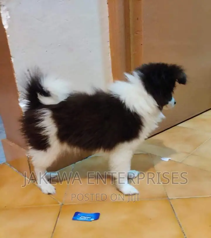 1+ year Male Purebred Japanese Spitz