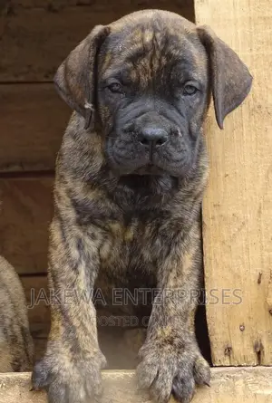 1-3 months Male Purebred Boerboel