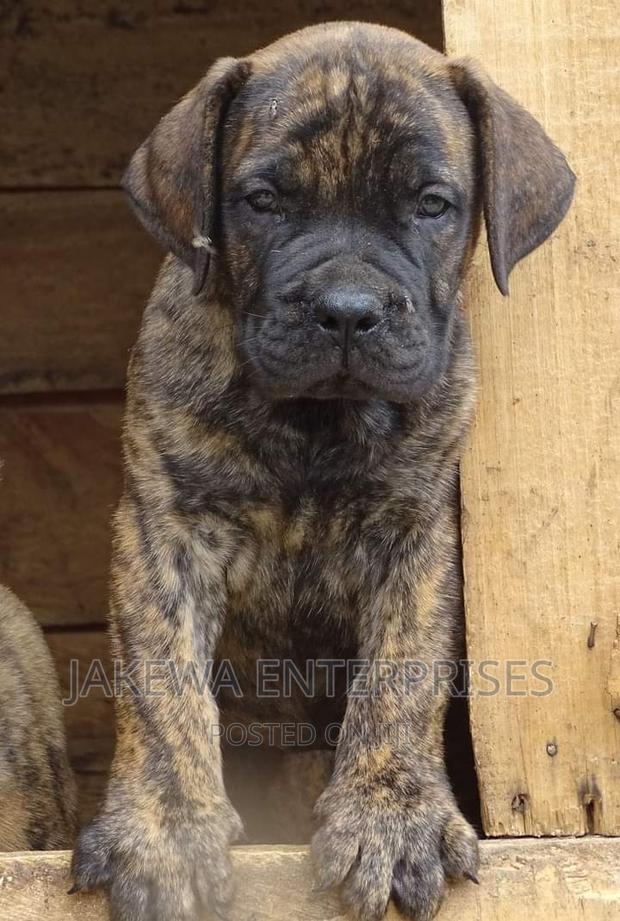 1-3 months Male Purebred Boerboel - main view
