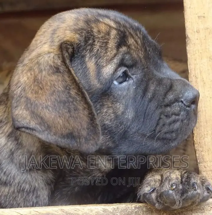 1-3 months Male Purebred Boerboel