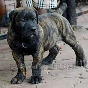 1-3 months Male Purebred Boerboel