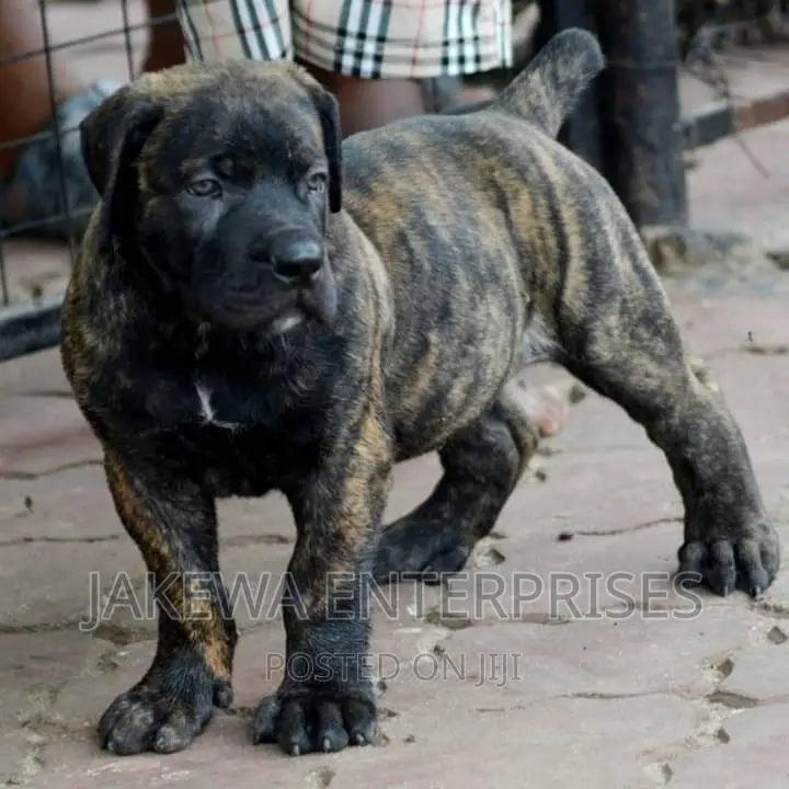 1-3 months Male Purebred Boerboel