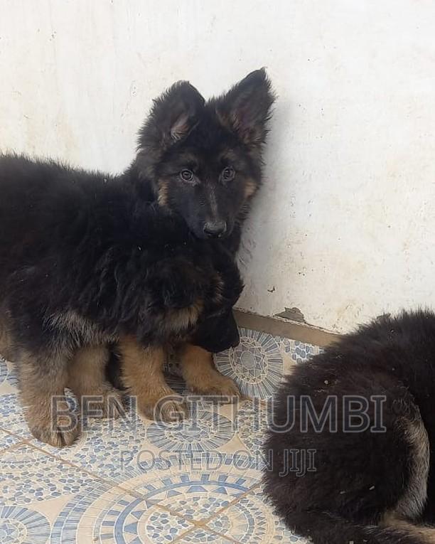 1-3 months Male Purebred German Shepherd