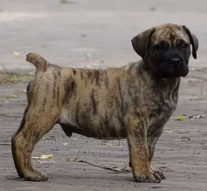 1-3 months Male Purebred Boerboel