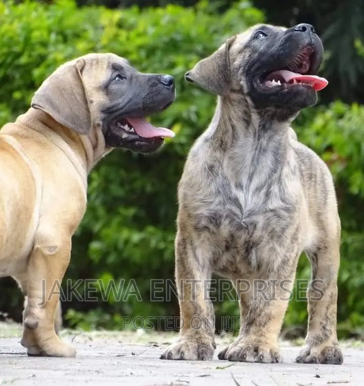 1-3 months Male Purebred Boerboel