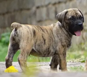 1-3 months Male Purebred Boerboel