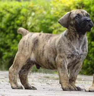 1-3 months Male Purebred Boerboel