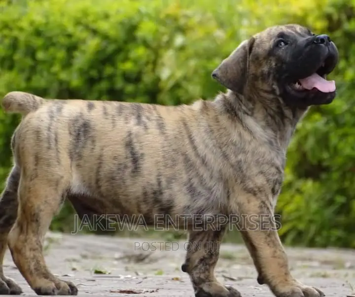 1-3 months Male Purebred Boerboel