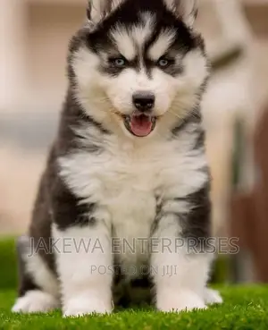 1-3 months Female Purebred Siberian Husky
